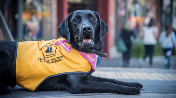 En el Día Nacional del Perro, el rol fundamental de los canes de servicio
