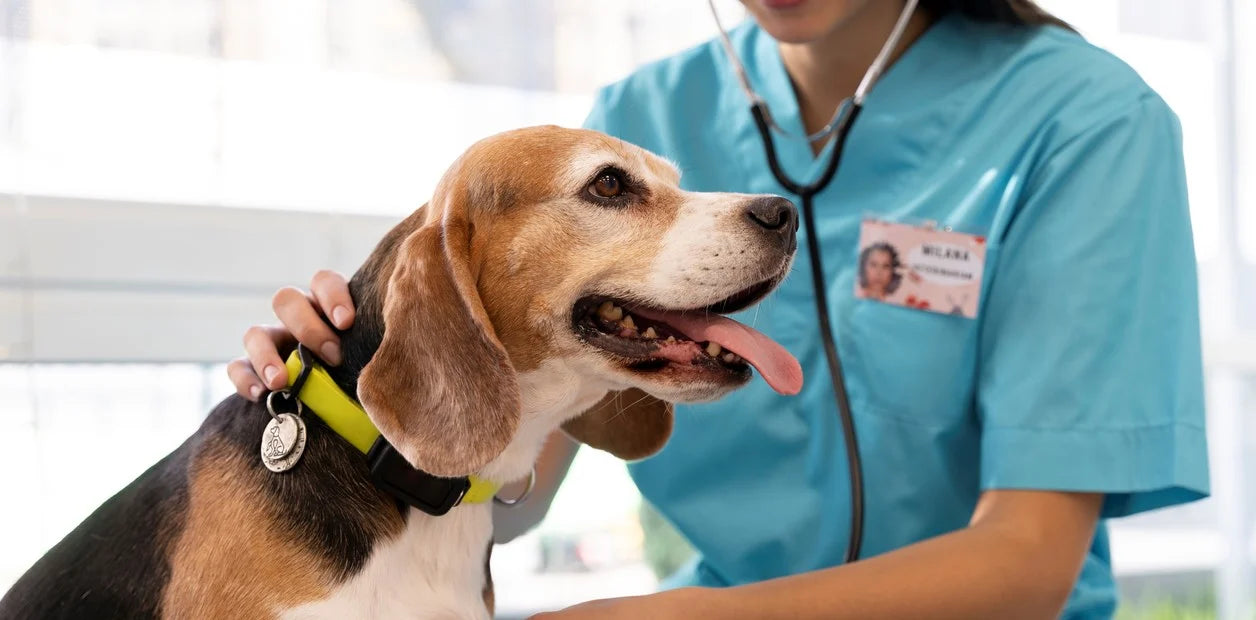 Lanzan un nuevo alimento que prolonga la vida de los perros