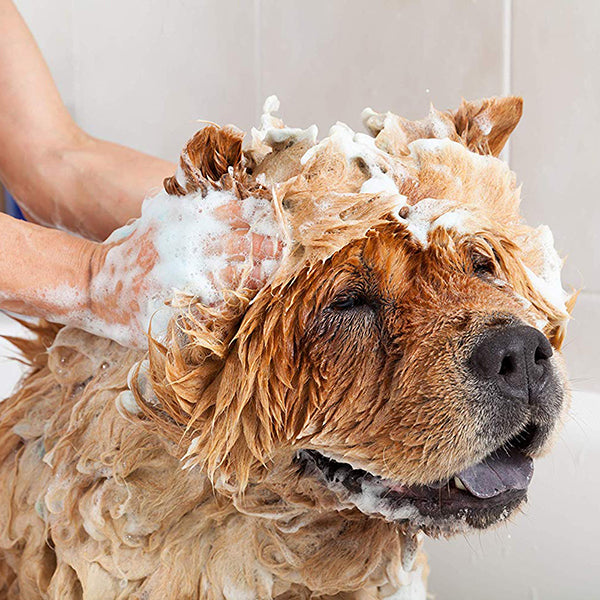 3 Consejos para bañar a tu perro